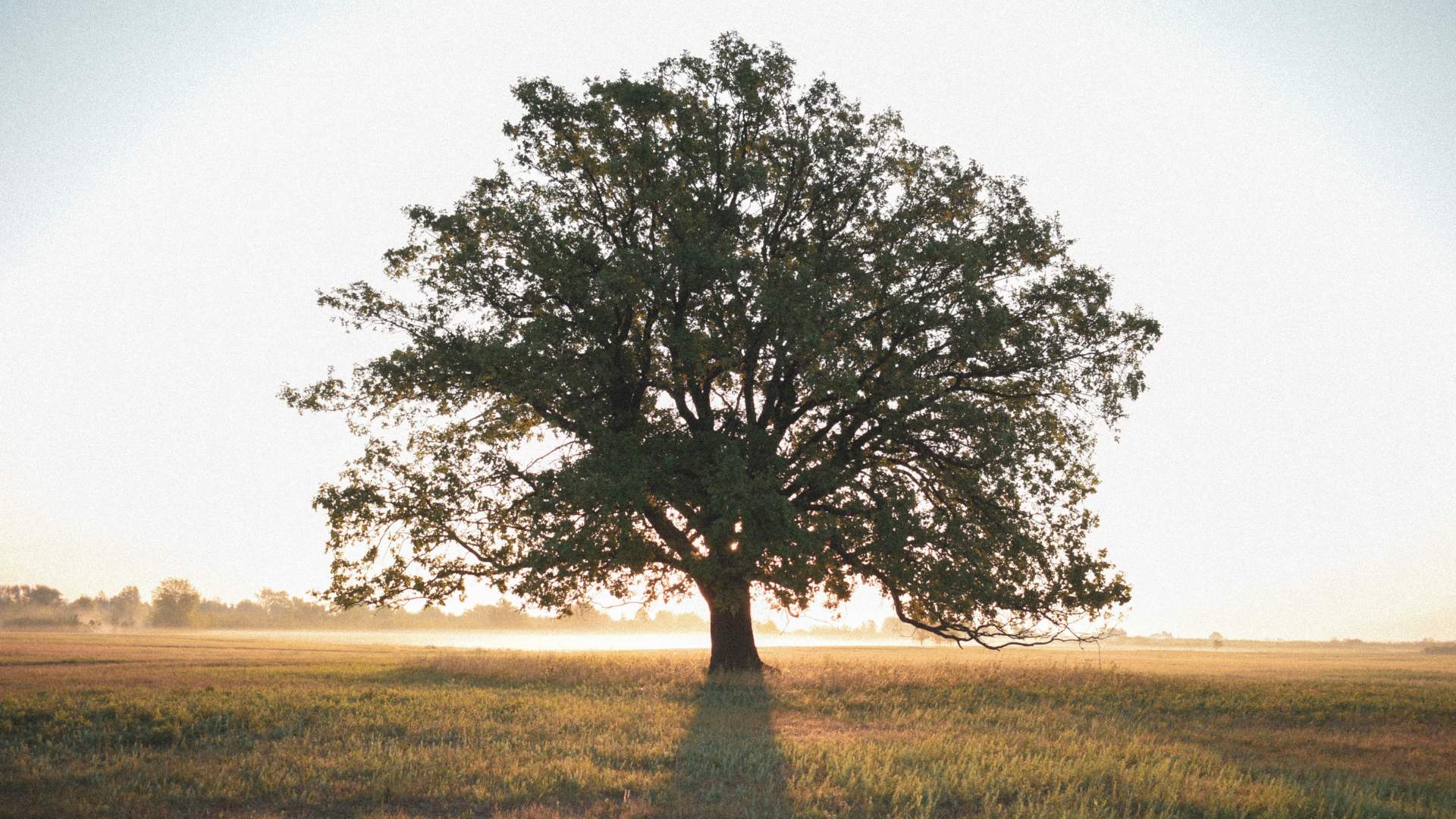 Al centro l’albero e il sistema del verde